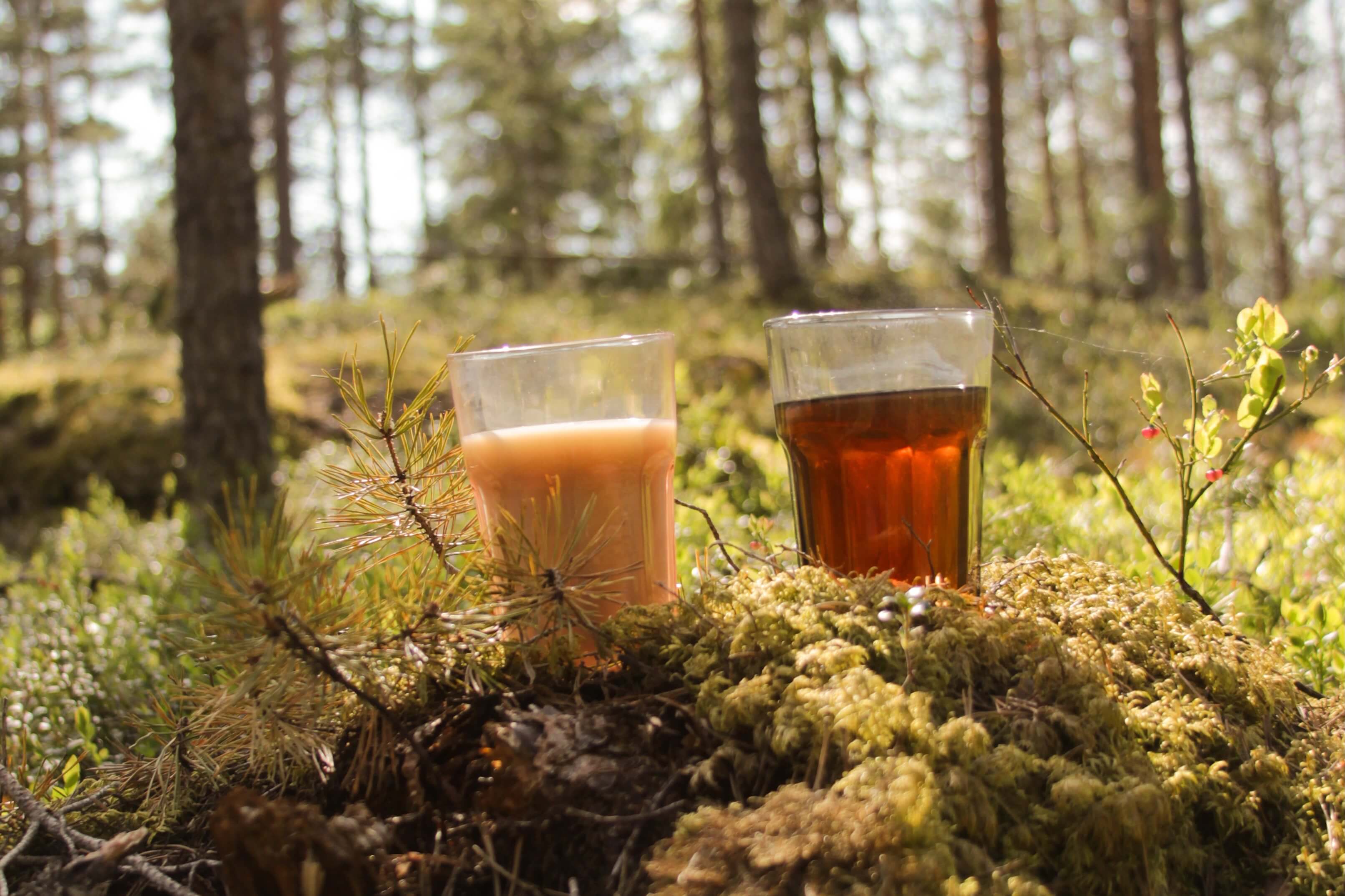 Kaksi teemukia metsässä mättäällä